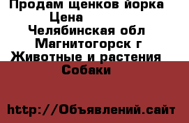 Продам щенков йорка  › Цена ­ 10 000 - Челябинская обл., Магнитогорск г. Животные и растения » Собаки   